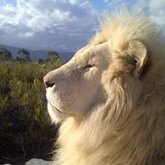 Stanford - Panthera Africa Big Cat Sanctuary - Neptune the Lion 