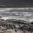 Visit the Stony Point Penguin Colony