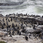 Stony Point Penguin Colony