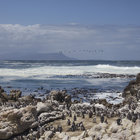 Stony Point Penguin Colony