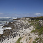 Stony Point Penguin Colony