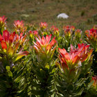 Common Pagoda - Mimetes cucullatus