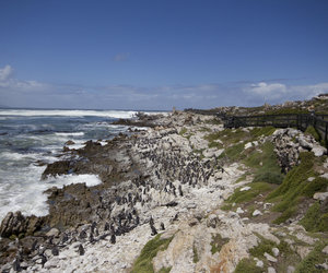 Derek Hanekom Unveils the Stony Point Eco-Centre