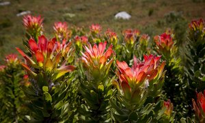 The Harold Porter National Botanical Garden
