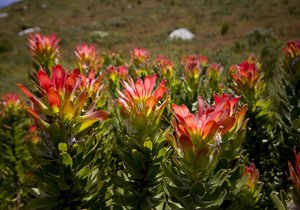 The Harold Porter National Botanical Garden