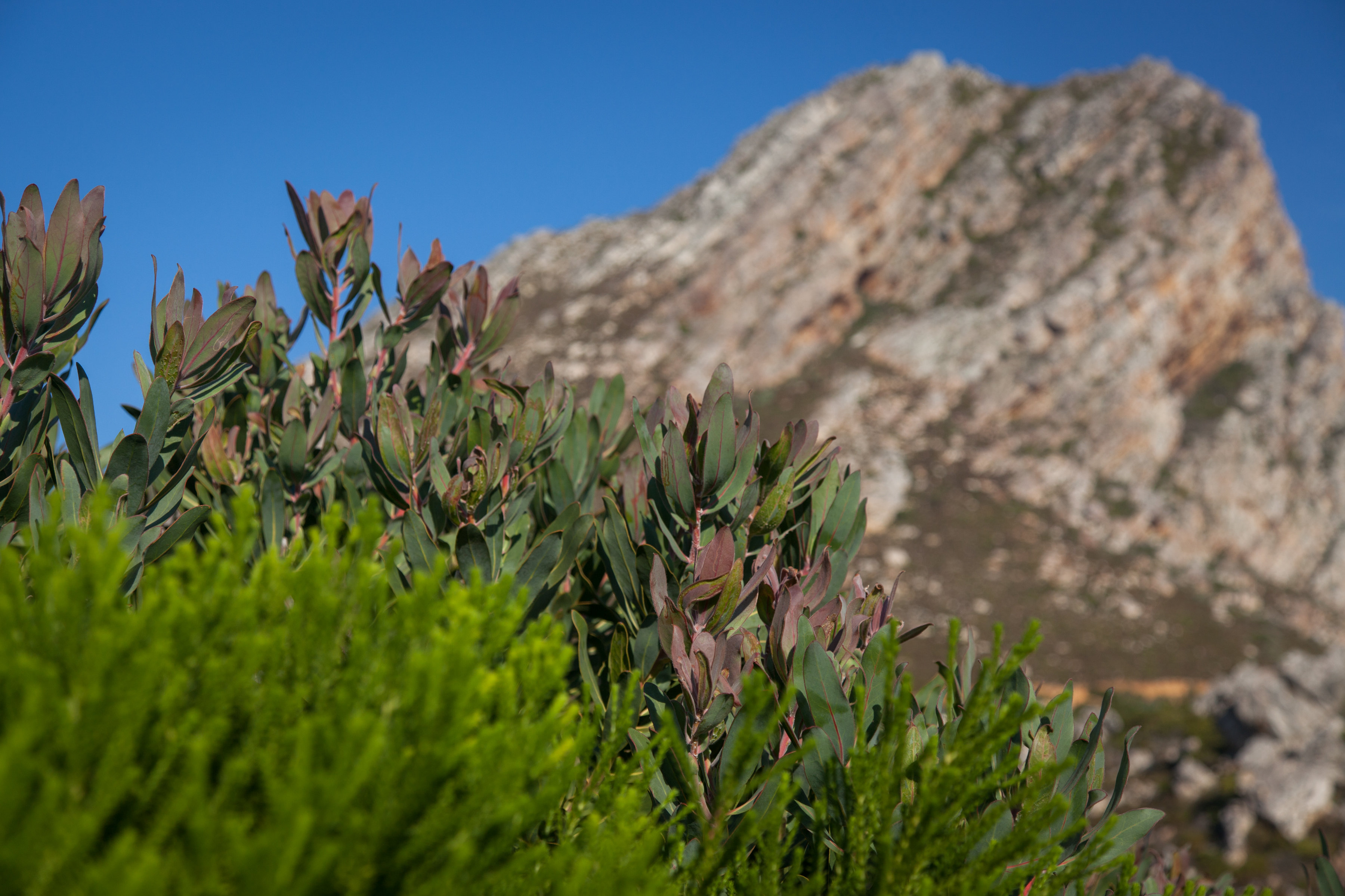 rooiels-vegetation-2