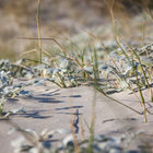 Dune Vegetation Dune Vegetation