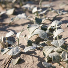 Dune Vegetation Dune Vegetation