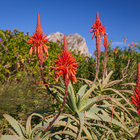 Beautiful Fynbos in Rooi Els