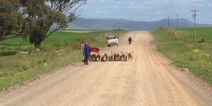 The Best kind of roadblock