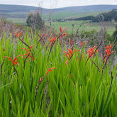 Cobra lily (Chasmanthe aethiopica)