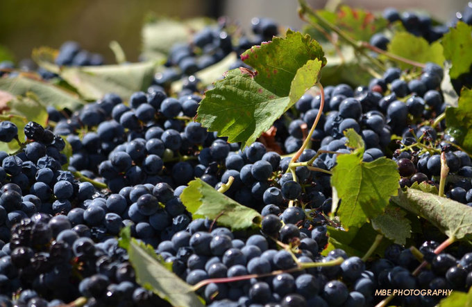 Villiersdorp-Mel-Elliott-2012