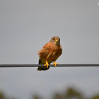 Kestrel Kestrel
