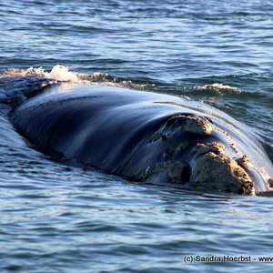 Southern Right Whale