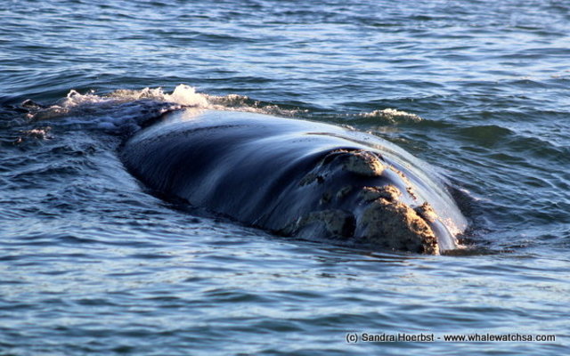 Southern Right Whale