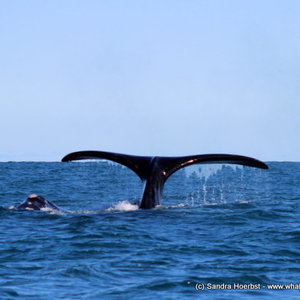 Whale Tail