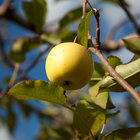 Grabouw is famous for its apples