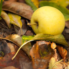 Welcome to Apple Country