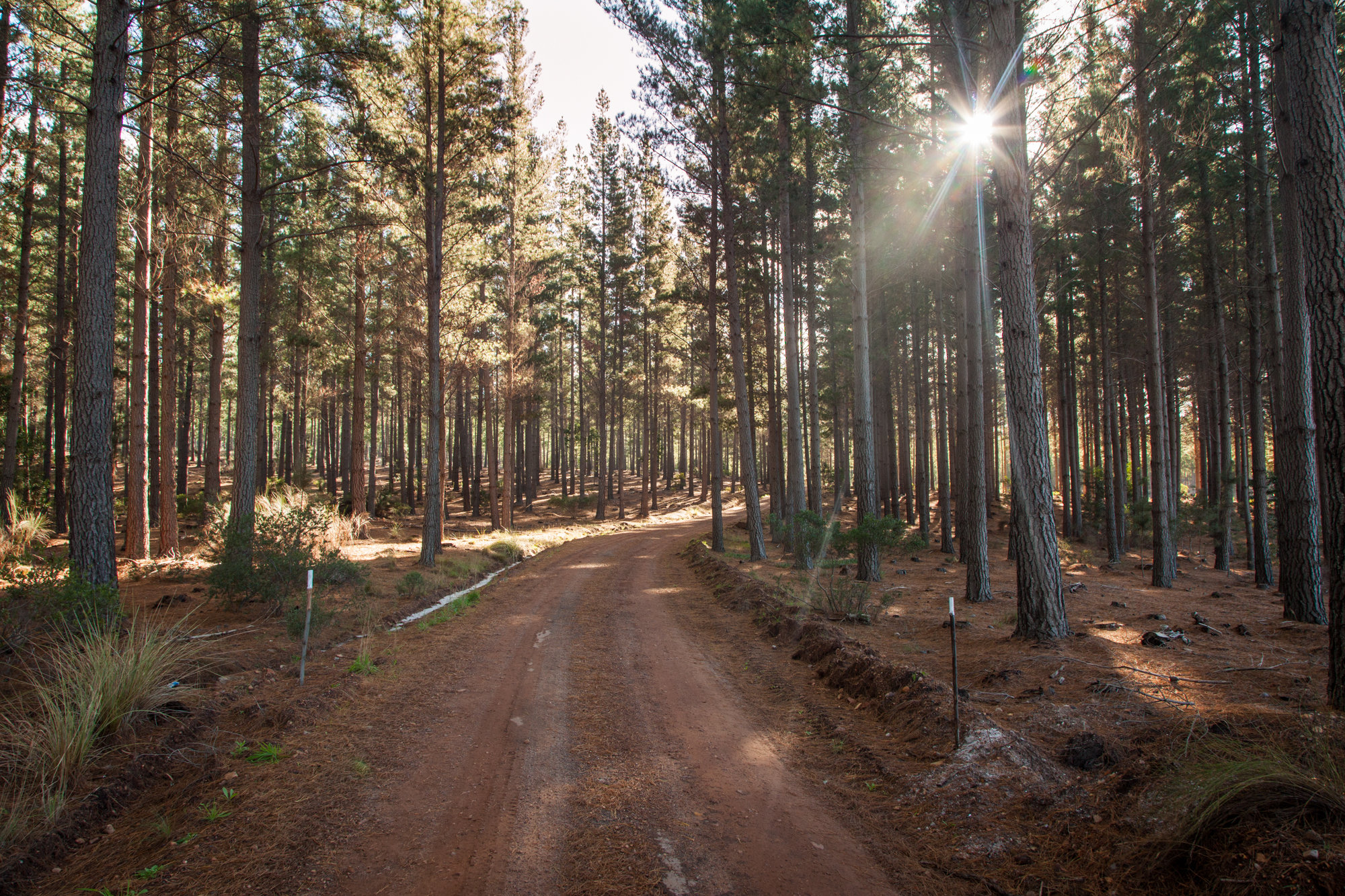 Grabouw-Elgin-Pine-Forest-01