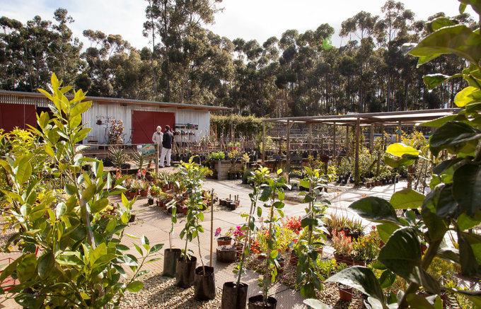 Grabouw-Elgin-Sithanda-Nursery