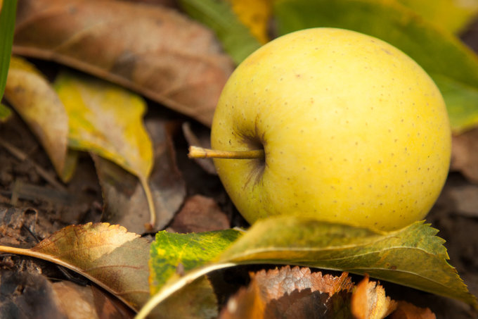 Grabouw-Elgin-MvR-Apple-05