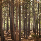 Into the Forest Into the Forest