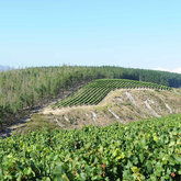 Vineyards