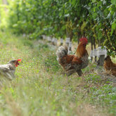 Keep an eye out for the resident feathered friends