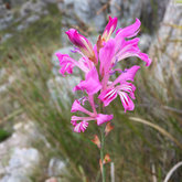 Fynbos found in the mountains - Cape Canopy Tours - Xplorioâ„¢ Grabouw