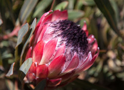 5. Take a Walk on the Wild Side