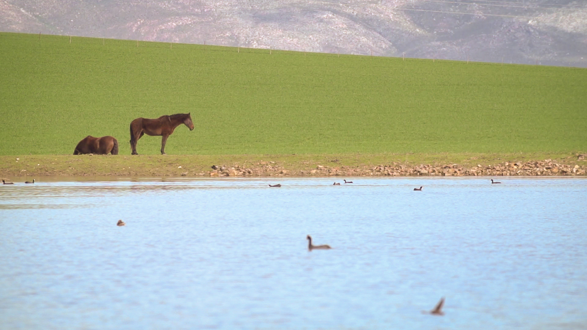 caledon-fields-horses-01