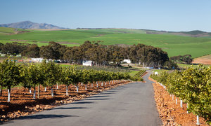 A Culinary Journey through Botrivier