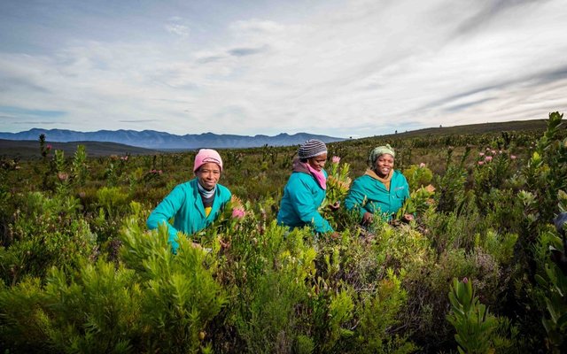 Fynbos in the Overberg