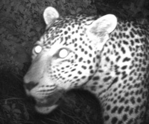 Sipping wine while spotting leopards @ Funky Fynbos Festival