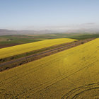 Canola Fields around Riviersonderend