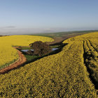 Canola Fields around Riviersonderend