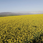 Canola Fields around Riviersonderend