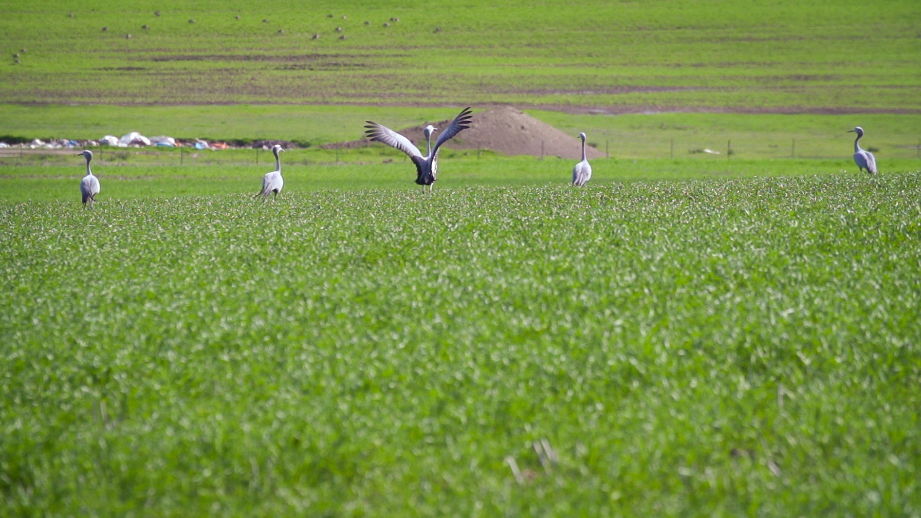 caledon-birds-blue-cranes