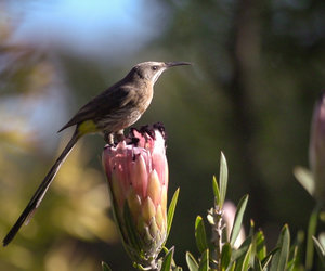 5 Reasons to Visit the Caledon Wildflower Show