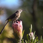Bird Watching in Caledon