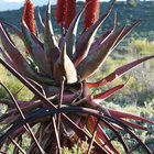 Blooming in Barrydale