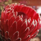 Blooming in Barrydale