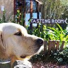 Tasting Room this way