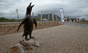 The Cry Of The African Penguin