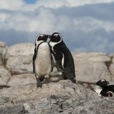 African Penguin & Seabird Sanctuary - Xplorioâ„¢ Gansbaai 