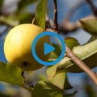 Grabouw/Elgin - Adventure in the Heart of Apple & Pear Country