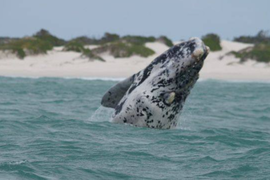Whale Watching at The Southernmost Tip of Africa