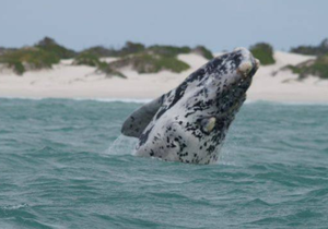 Whale Watching at The Southernmost Tip of Africa