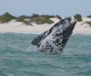 Whale Watching at The Southernmost Tip of Africa