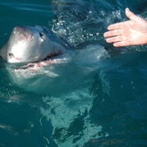 DyerislandViewSeafrontAccommodation-Shark